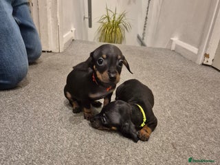 Miniature Dachshund dogs Pedigree Miniature Dachshunds 🐶❤️ - Advert 5