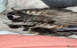 Bengal cats for sale: New born Sparkly Little Bengal X Kittens in Dorking - Image 3