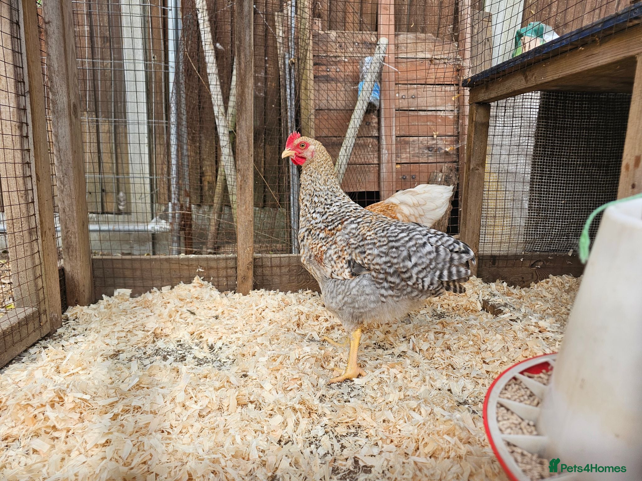 Chickens poultry Bielefelder pure breed - Advert 2