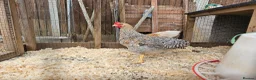 Chickens poultry for sale: Bielefelder pure breed - Advert 2