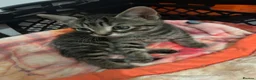 Mixed Breed cats for sale: 4 kittens all very different from each other  - Advert 5