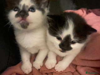 Mixed Breed cats Beautiful fluffy kittens - Advert 6