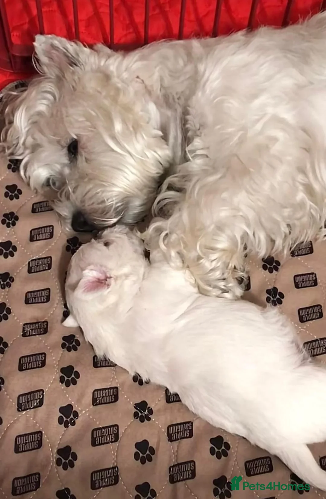 West Highland Terrier dogs for sale: West Highland terrier puppies  - Advert 7