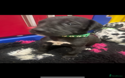 Great Dane dogs for sale: READY NOW PURE BRED GREAT DANE PUPPIES FOR SALE - Image 22