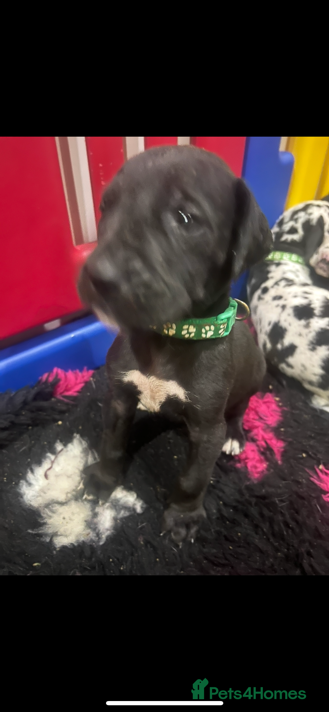 Great Dane dogs for sale: READY NOW PURE BRED GREAT DANE PUPPIES FOR SALE - Image 22