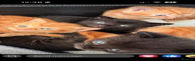 Mixed Breed 4