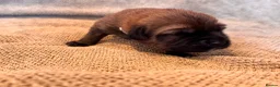 Mixed Breed dogs for sale: Tibetan Saint Puppies - 2nd Generation  - Advert 21