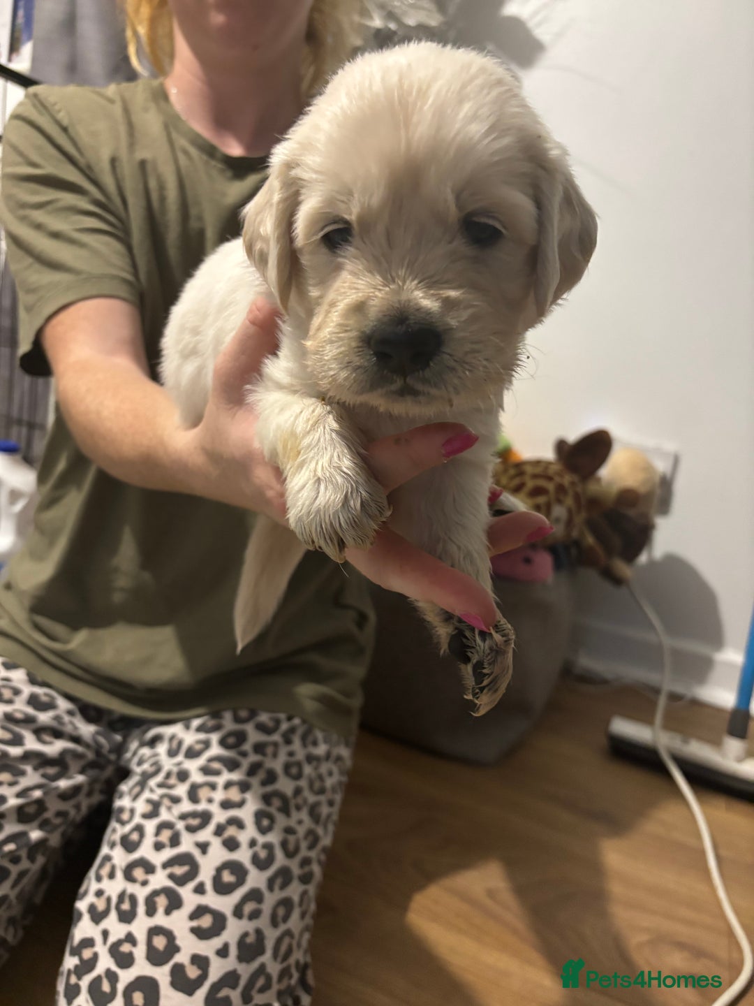 Golden Retriever dogs for sale: Golden Retriver puppies  - Advert 8