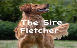 Golden Retriever dogs for sale: Dark Red Golden Retriever Pups  - Image 6