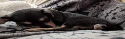 Jackshund dogs for sale: Mable needs rehoming  - Advert 6