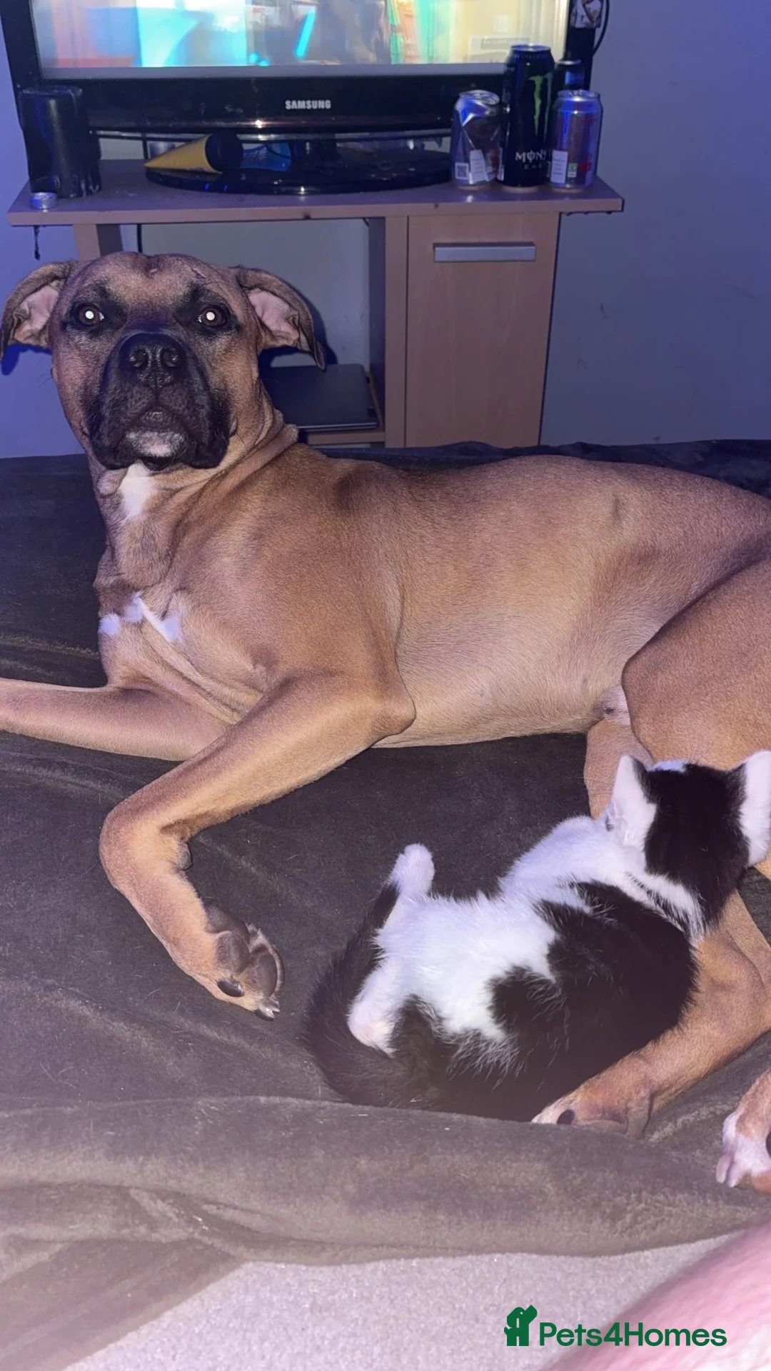 Staffordshire Bull Terrier dogs for stud: 🐾 Handsome Staffy Cross Stud Friendly Dog 🐾 - Advert 2