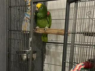 Parrots birds Amazon yellow crown - Advert 1