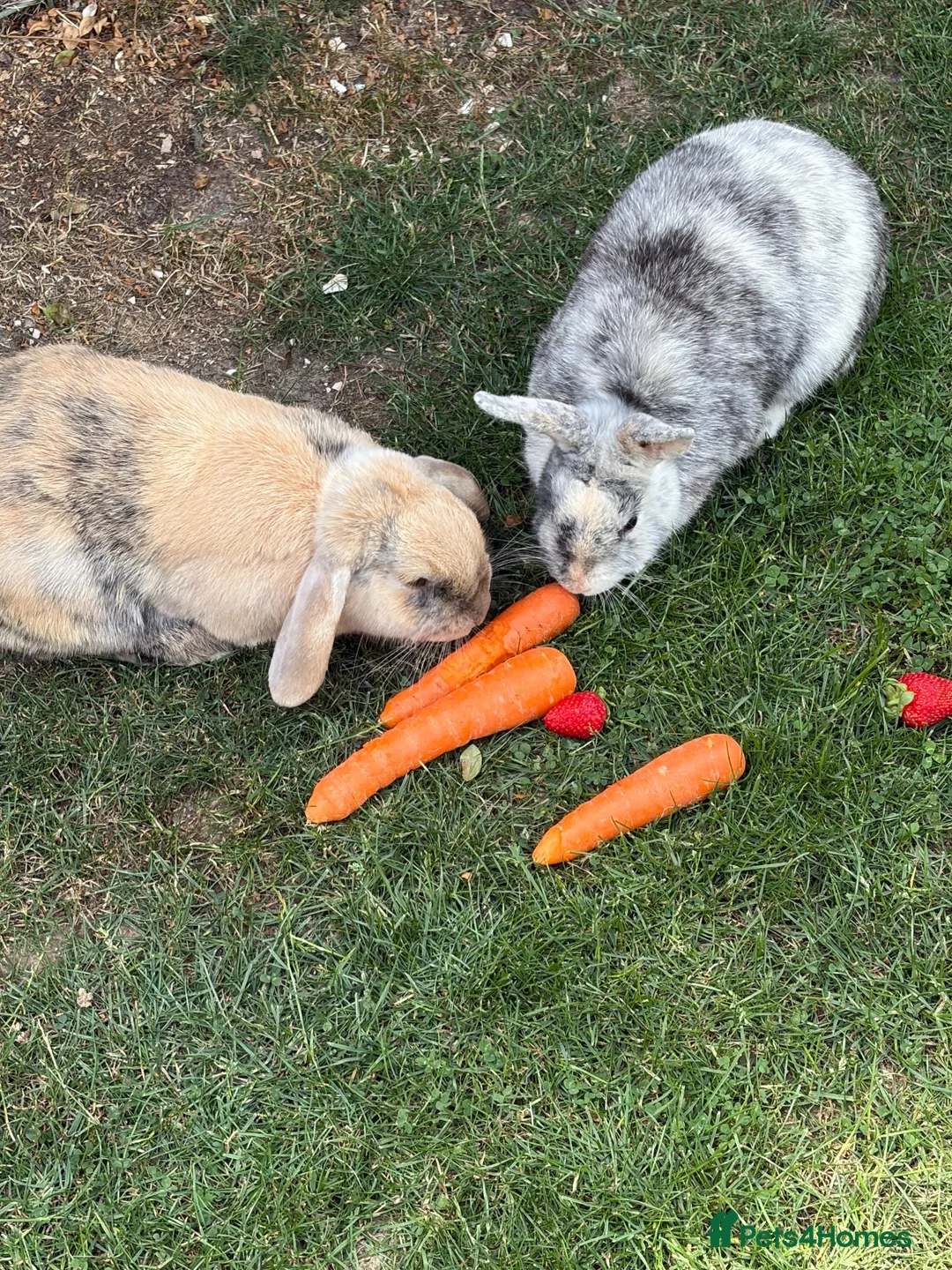 Mixed Breed rabbits for sale: 3x Cahsmere x rabbits  in Chesterfield - Advert 4