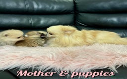 Pomeranian dogs for sale: Mini 500grams Now🔥Teddy Bear Face🧸 - Image 16