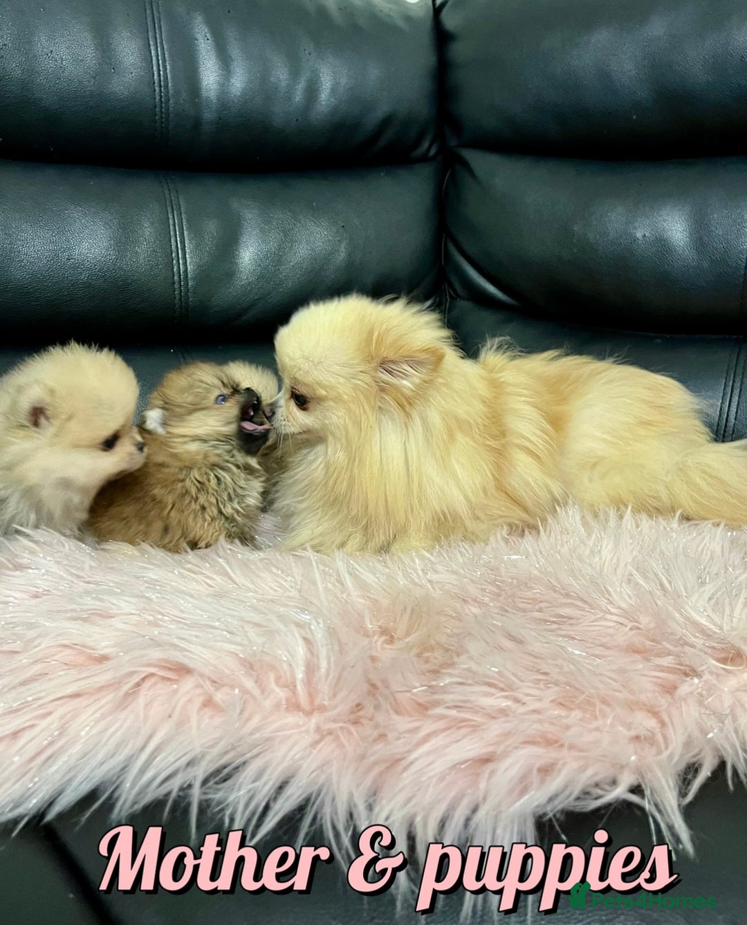 Pomeranian dogs for sale: Mini 500grams Now🔥Teddy Bear Face🧸 - Image 16