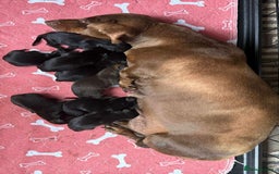 Mixed Breed dogs for sale: Dachshund and French bulldog mix - Image 5