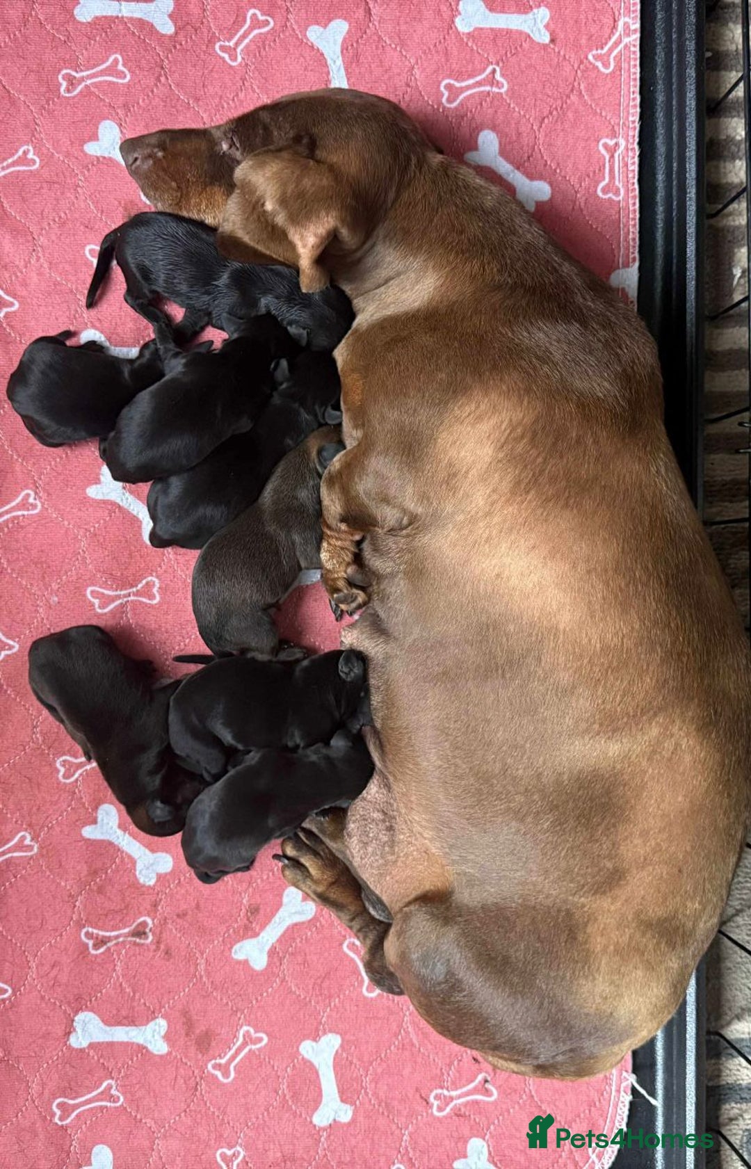 Mixed Breed dogs for sale: Dachshund and French bulldog mix - Image 5