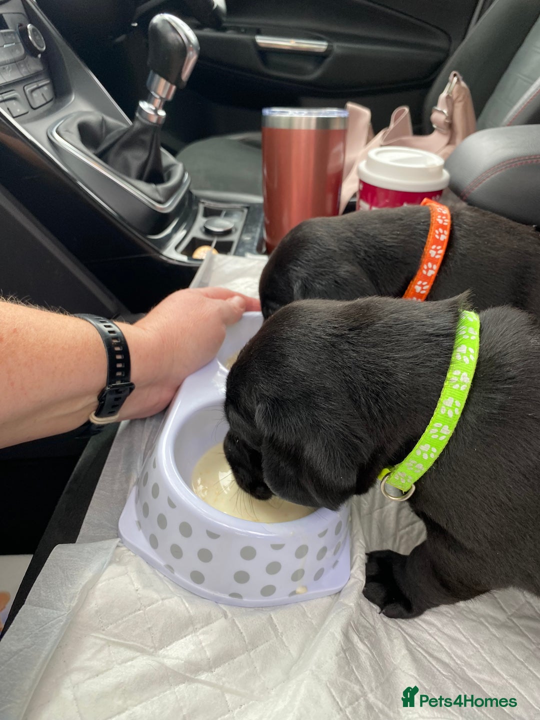 Labrador Retriever dogs for sale: Handsome Reggie needs forever family - Image 15