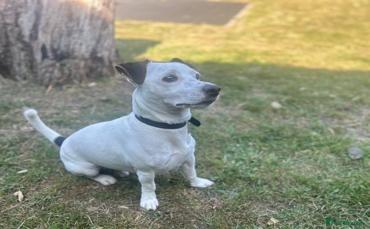 Jack Russell dogs in Maidstone - Advert 1