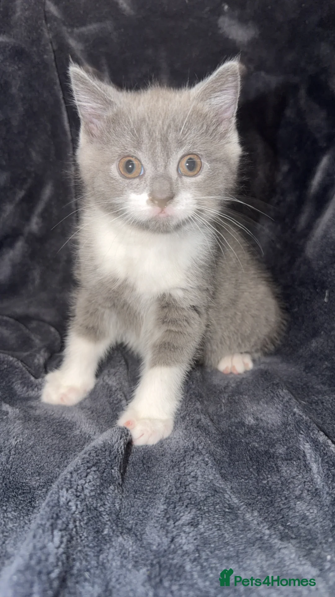 Mixed Breed cats for sale: Persian blue Russian & Tabby - Advert 23