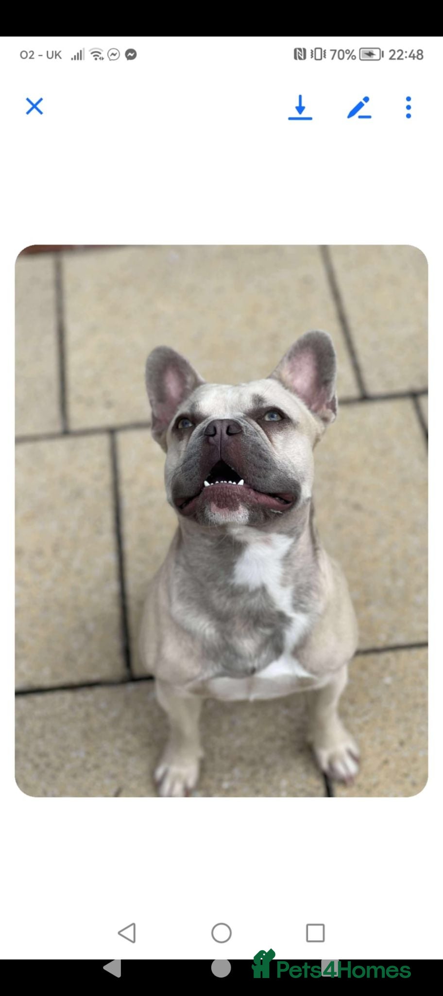 French Bulldog dogs Cream male lovable french bulldog  - Advert 1