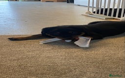 Rottweiler dogs for sale: Champion Bloodline Rottweilers - Image 26