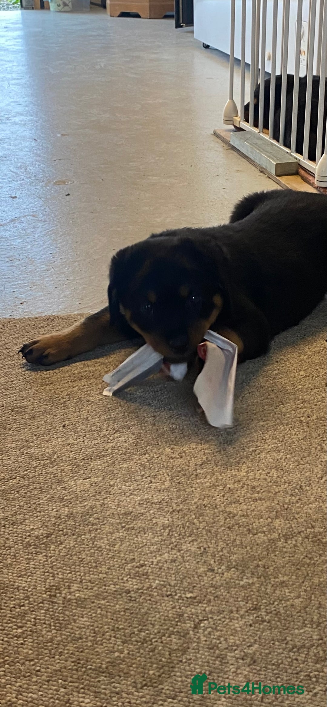Rottweiler dogs for sale: Champion Bloodline Rottweilers - Image 26