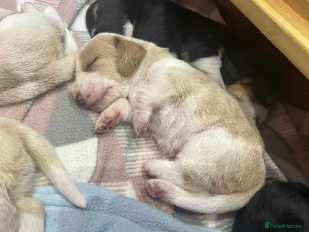 Basset Hound dogs for sale: KC Registered Basset Hound Puppy - Red & White Boy - Advert 1