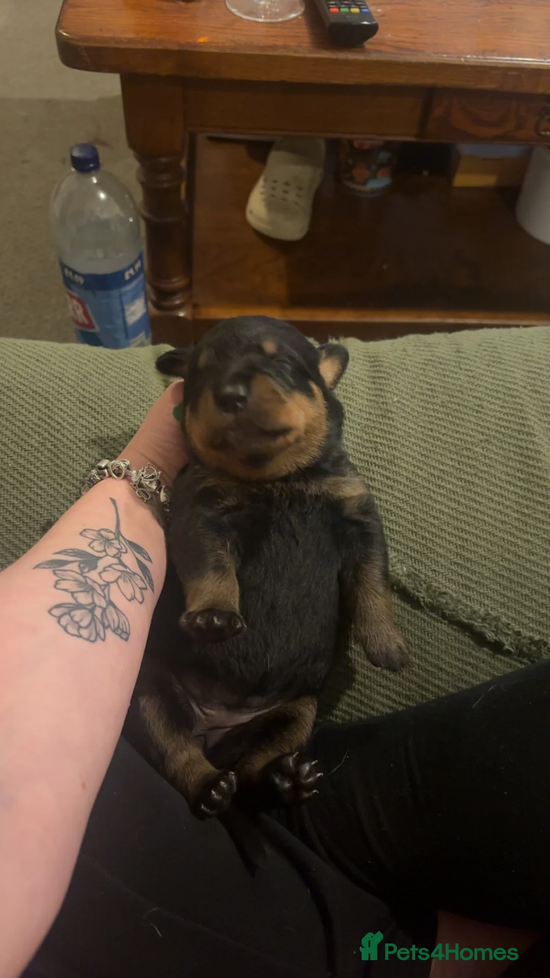 Rottweiler dogs for sale: 3 chunky KC registered girls for sale - Advert 14