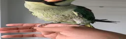 Parrots birds for sale: Tamed Alexandrine Parrot in Manchester - Advert 14