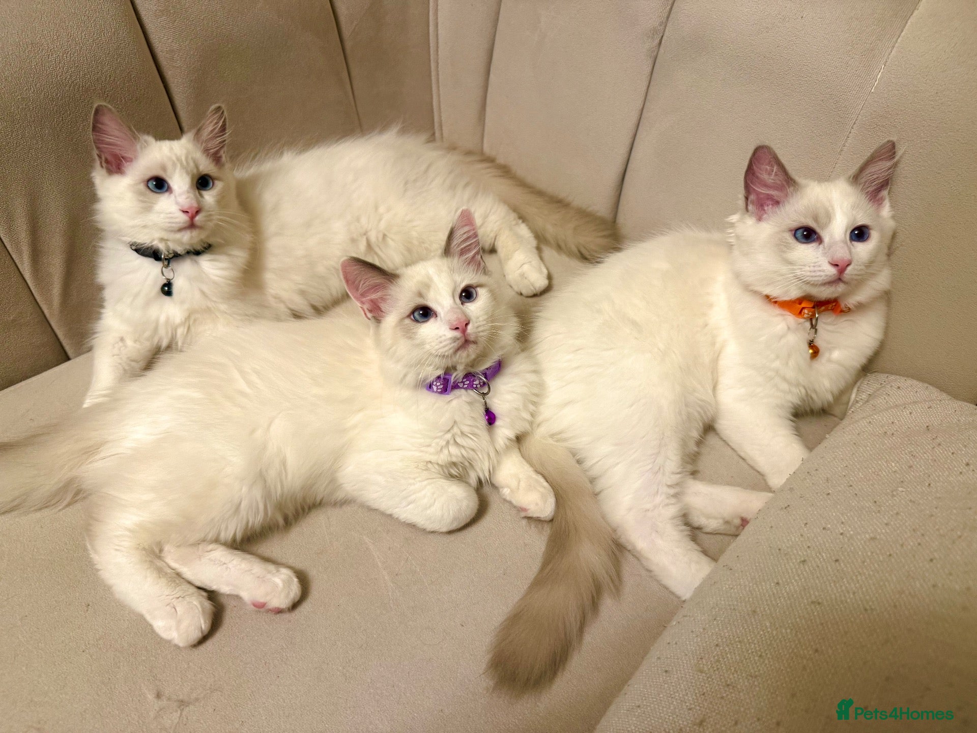 Ragdoll cats Adorable Playful and Cuddly Pedigree Ragdolls! - Advert 2