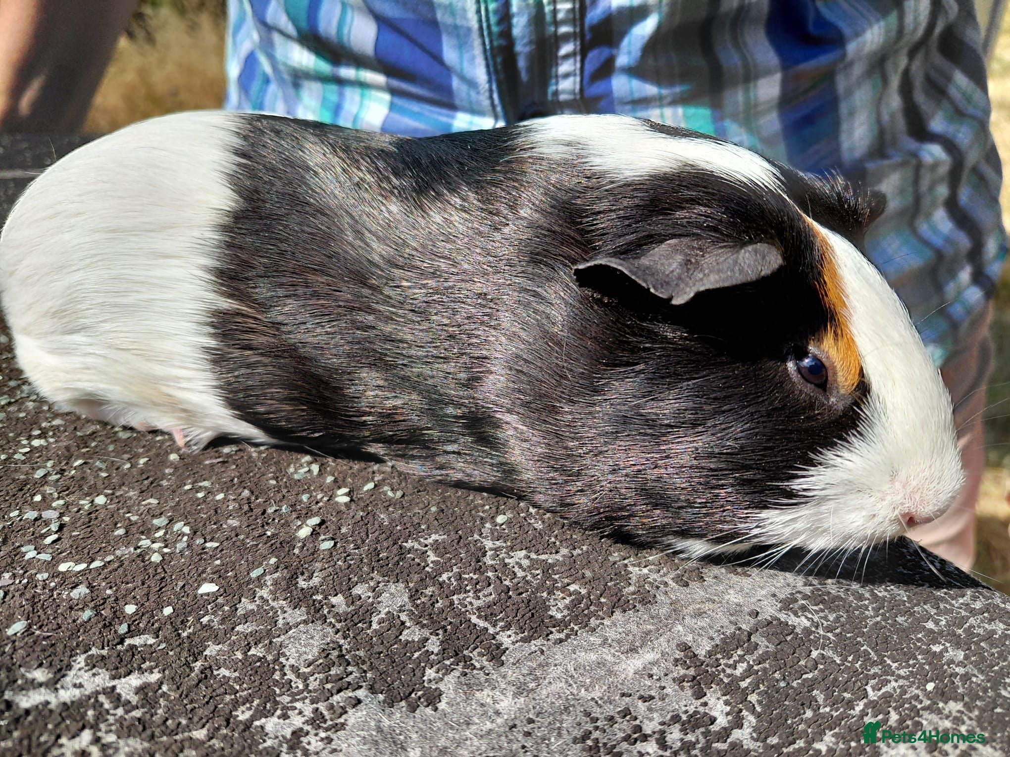 Guinea Pig rodents Pretty female guinea pigs for sale  - Advert 2