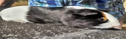 Guinea Pig rodents for sale: Pretty female guinea pigs for sale  - Advert 2