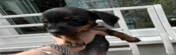 Dachshund dogs for sale: Adorable litter of dachshund cross Jack Russel  - Advert 16
