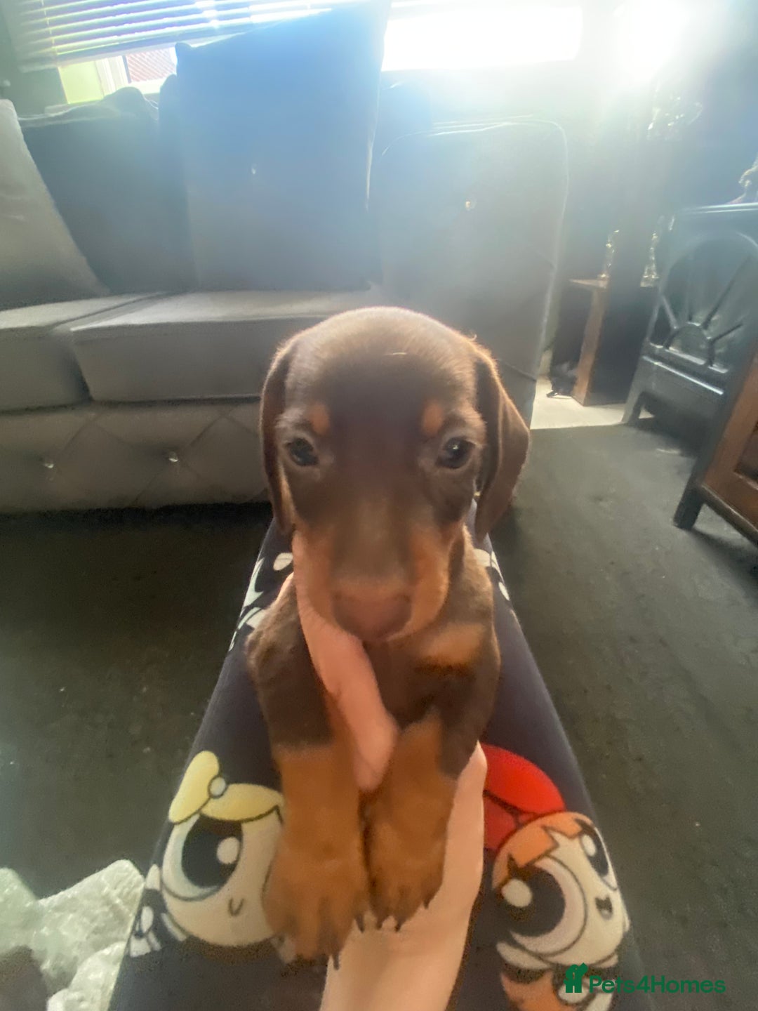 Miniature Dachshund dogs for sale: Pure mini chocolate/tan 6wk old dachshund boys  - Image 5