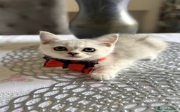 Scottish Fold cats for sale: Two Scottish Straight Boys  - Image 2