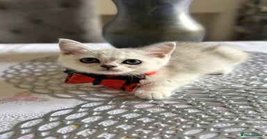 Scottish Fold cats - Advert 9