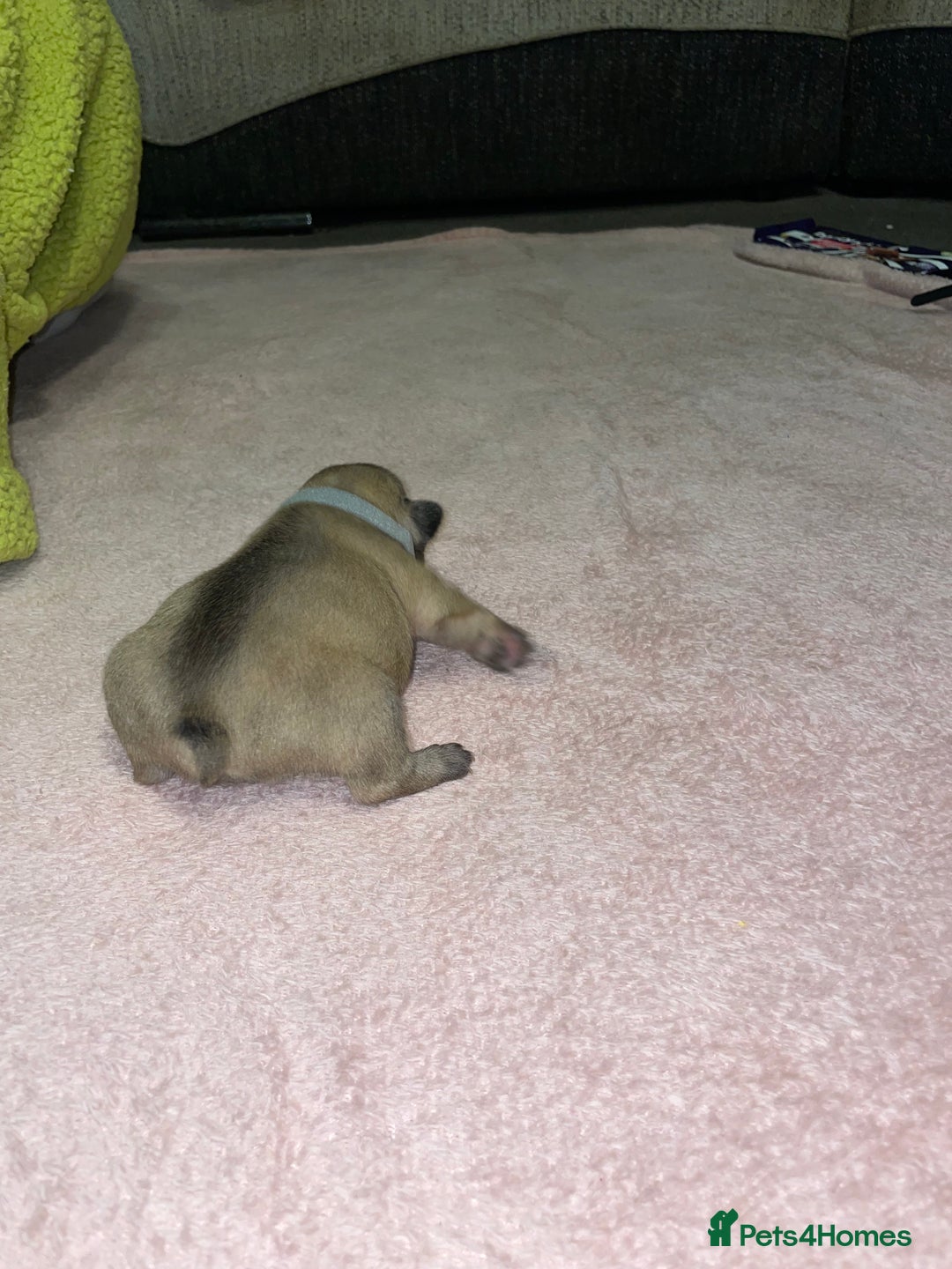 French Bulldog dogs for sale: 7 beautiful male French bull dog pups - Image 22