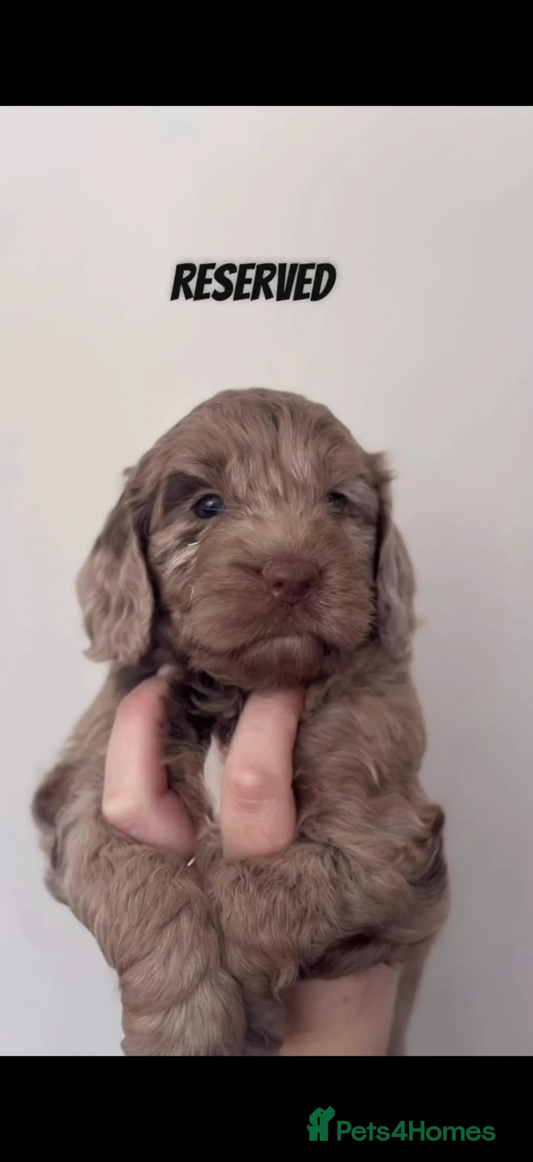 Cockapoo dogs for sale: F1 Cockerpoo Puppies - Advert 23