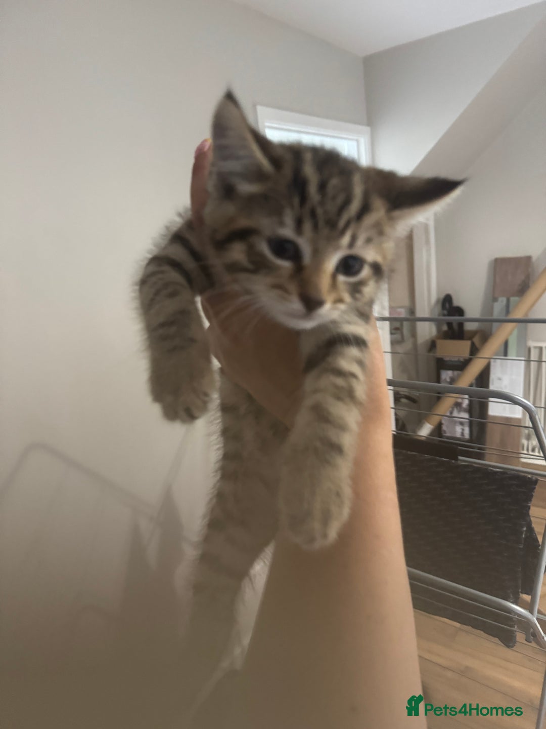 Mixed Breed cats for sale: 2 kittens looking for their forever homes - Image 7
