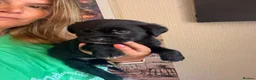 Mixed Breed dogs for sale: Urgent- Ready next week - Lab Puppies - Advert 26
