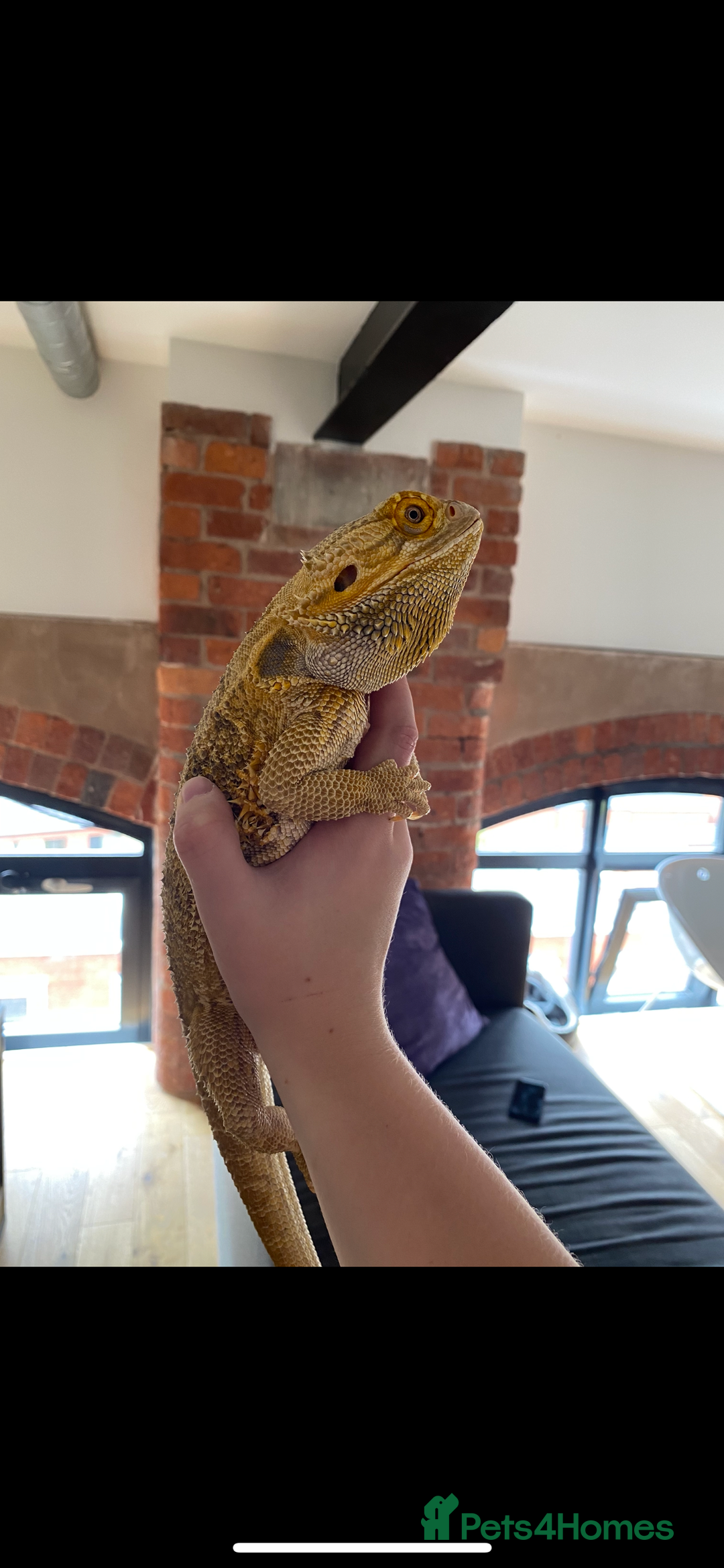 Bearded Dragon reptiles for sale: X2 Bearded Dragons (SOLD) - Image 4