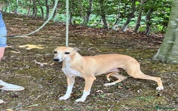 Whippet dogs for sale: Beautiful, gentle, friendly Whippet Girls  - Image 7
