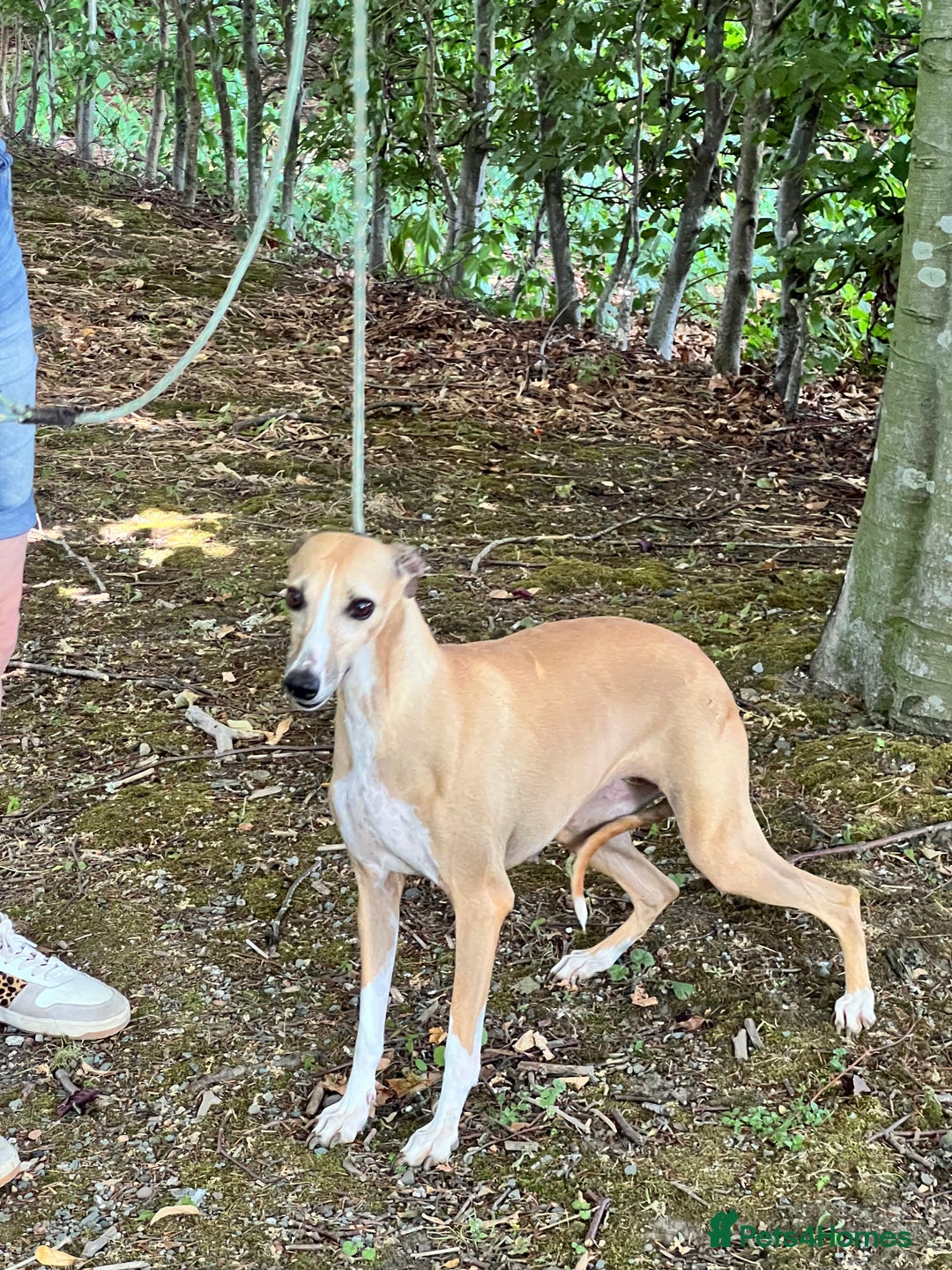 Whippet dogs for sale: Beautiful, gentle, friendly Whippet Girls  - Image 7