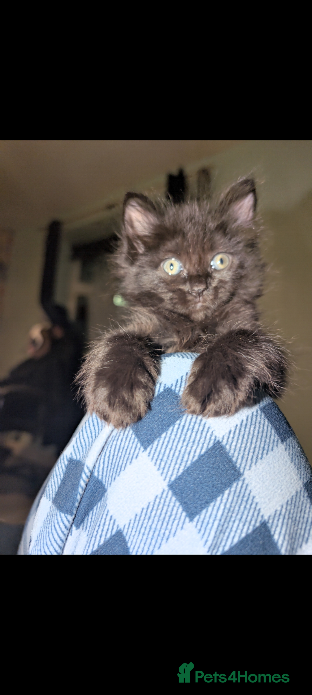 Mixed Breed cats for sale: Spynx X maincoon  - Image 20