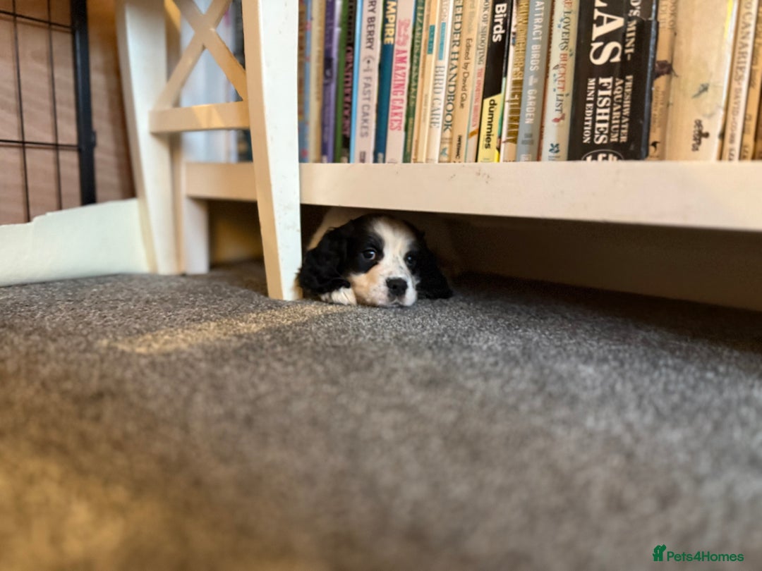 Cocker Spaniel dogs for sale: White and Black Cocker Spaniel dog Pup - Advert 2