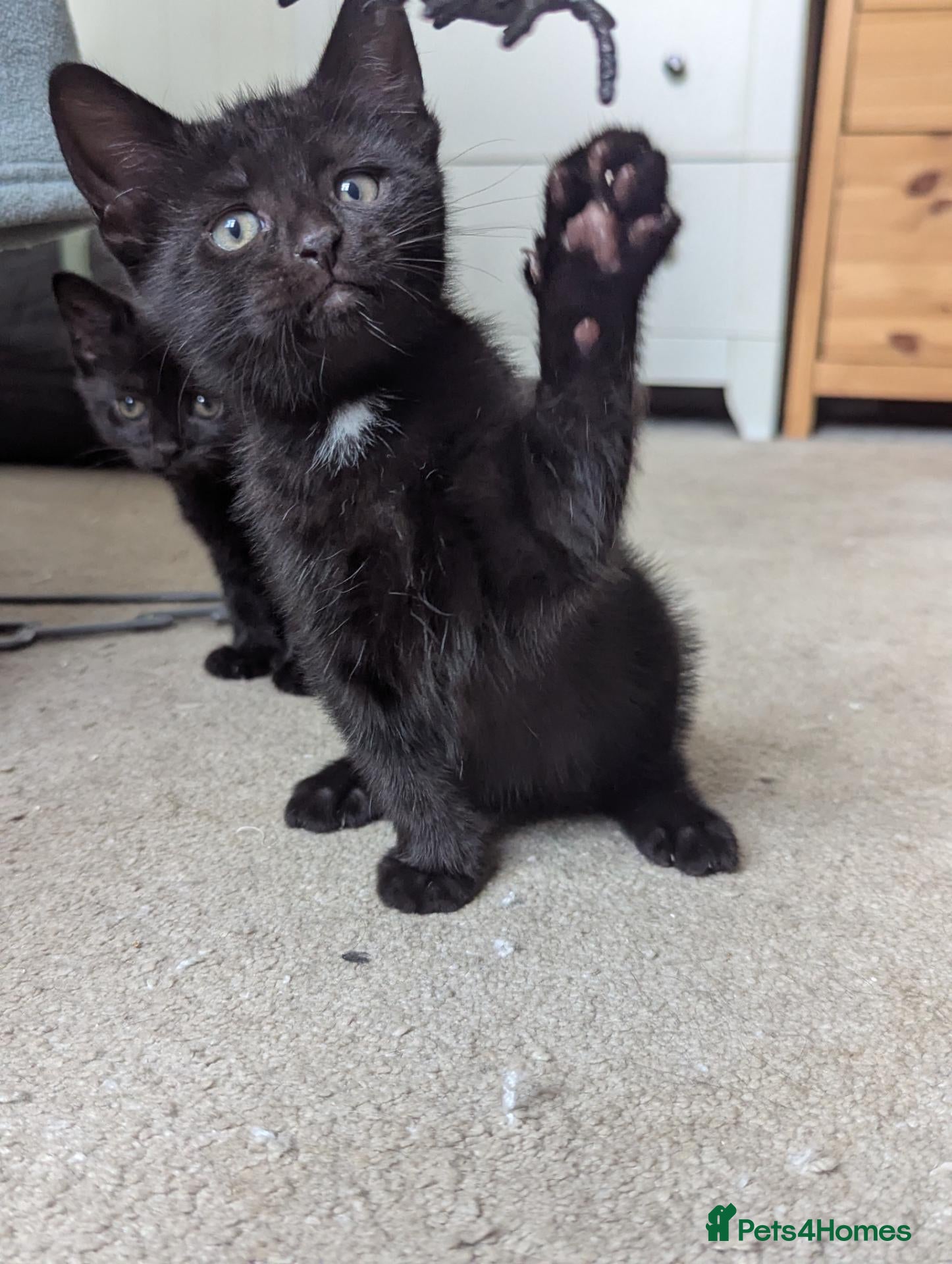 Mixed Breed cats 3 black kittens ready now - Advert 1