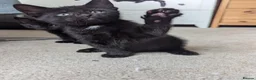 Mixed Breed cats for sale: 3 black kittens ready now in Chesterfield - Advert 1