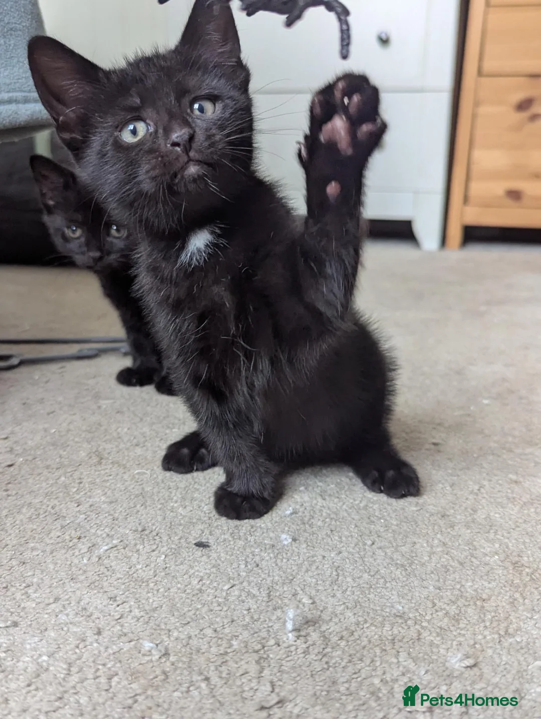 Mixed Breed cats for sale: 3 black kittens ready now in Chesterfield - Advert 1