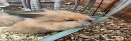 Mini Lop rabbits for sale: Baby mini lops and lion heads  - Advert 11
